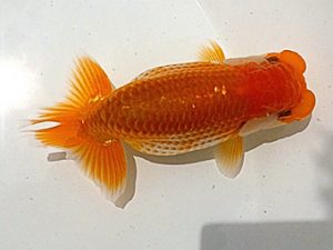 愛魚会　研究会　一位　中村正志