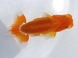 愛魚会　研究会　二位　木村　等