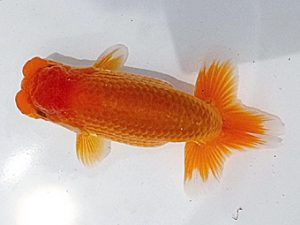 愛魚会　研究会　三位　中村正志