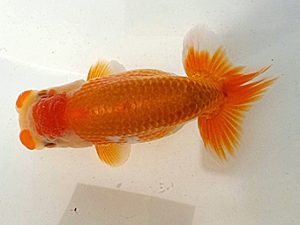 愛魚会　研究会　四位　中村正志