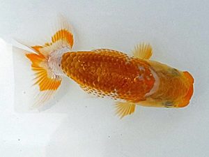 愛魚会　研究会　五位　大竹俊雄