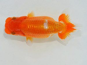 埼玉らんちう会　研究会　西大関　水村伸行