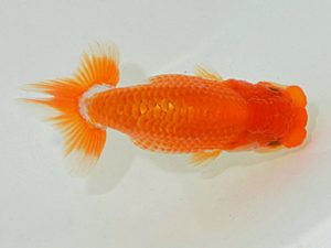 埼玉らんちう会　研究会　立行司　山口辰也