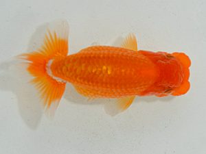 埼玉らんちう会　研究会　取締一　山口辰也