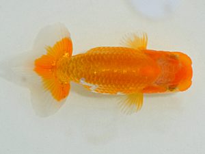 埼玉らんちう会　研究会　取締二　山中静郎