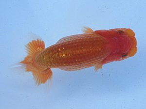 志摩紅鱗会　研究会　東大関　小濱照明　松阪市