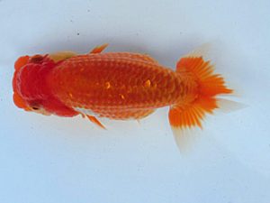 志摩紅鱗会　研究会　西大関　宮脇　洋　松阪市
