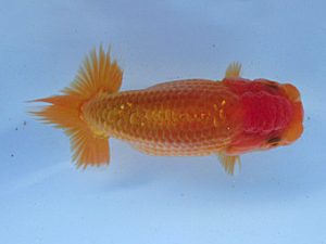 志摩紅鱗会　研究会　立行司　宮脇　洋　松阪市