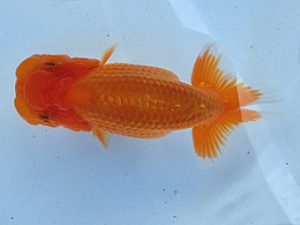 志摩紅鱗会　研究会　取締一　山下隆生　伊勢市