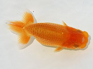 静岡らんちう同好会　研究会　西大関　曽根　修