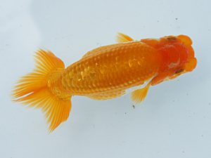 静岡らんちう同好会　研究会　東取締　野村哲史