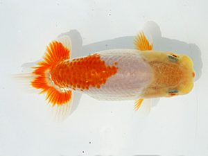 静岡らんちう同好会　研究会　西取締　村松昭宏