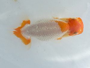 湘南らんちゅう会　研究会　1位　熊澤　誠