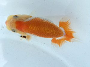 湘南らんちゅう会　研究会　2位　小松好一 