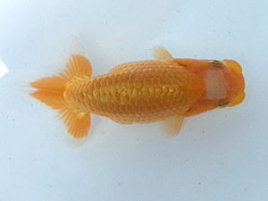 湘南らんちゅう会　第一回研究会　3位　荒井宣裕 