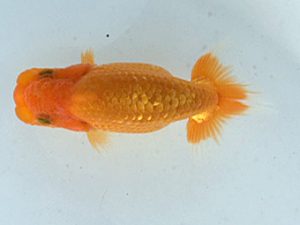 湘南らんちゅう会　研究会　4位　城所慎一