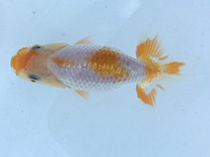 湘南らんちゅう会　研究会　5位　山川政行