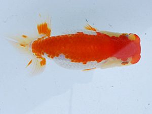 徳島愛錦会　東大関　藤原博文 