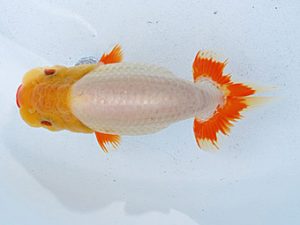 徳島愛錦会　西大関　平田哲也