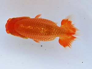 徳島愛錦会　東取締　細川隆憲