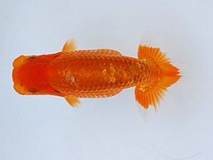 徳島愛錦会　西取締　好川幹夫