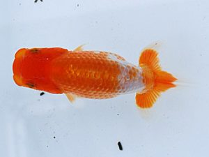 徳島愛錦会　東大関　細川隆憲 