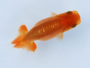 徳島愛錦会　西取締　植月典康　徳島