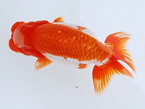 徳島愛錦会　東大関　竹谷義正