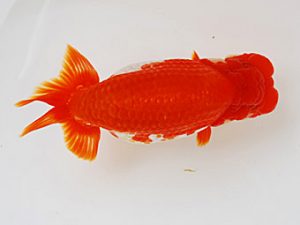 徳島愛錦会　西取締　山下康孝