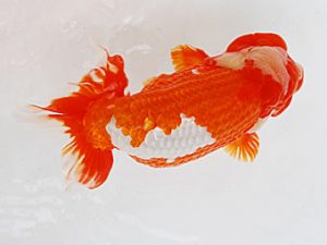 徳島愛錦会　立行司　吉成志朗