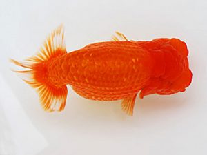 徳島愛錦会　東取締　佐藤茂夫