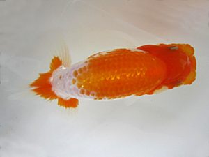 研究会　東大関　鈴木和男　浜松