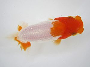 研究会　西大関　鈴木和男　浜松