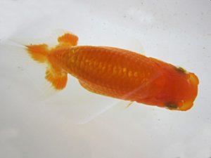 研究会　立行司　広田耕士　豊橋