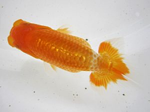 研究会　東取締　茂木　彰　豊橋