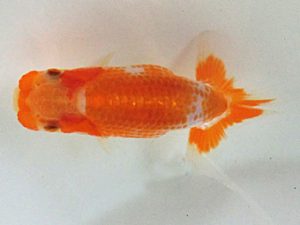 研究会　１席　山田重夫　愛西市