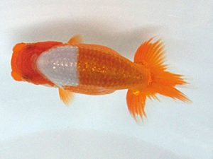 研究会　２席　鈴木友来　海津市