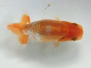 研究会　４席　石丸満春　愛西市