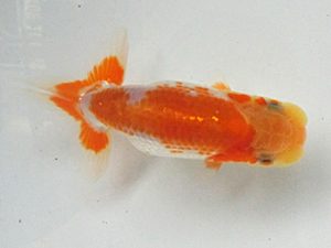 研究会　５席　山田重夫　愛西市