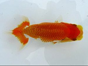 若葉会　第一回研究会　1位　伊藤幸泰
