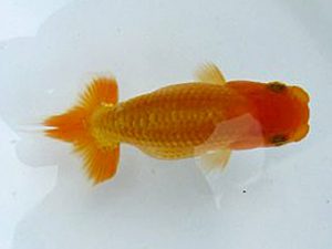 若葉会　第一回研究会　2位　原　健二