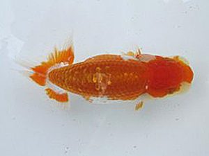 若葉会　第一回研究会　4位　清田良也