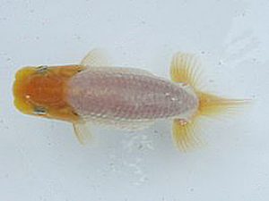 若葉会　第一回研究会　5位　清田良也