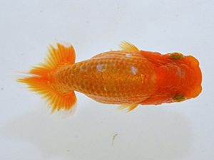 山梨錦城会　研究会　四位　木暮　實