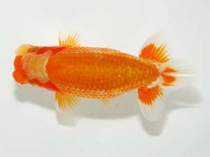 横浜観魚会　研究会　1位　齋藤一成