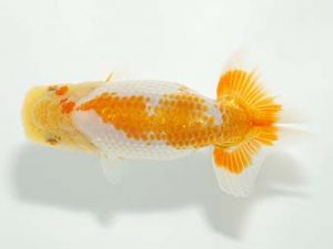 横浜観魚会 研究会 10位　栗原光生