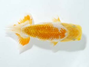 横浜観魚会 研究会 12位　望月武雄