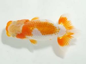 横浜観魚会 研究会 13位　目黒康弘