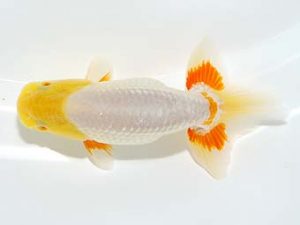 横浜観魚会 研究会 15位　佐藤徳正