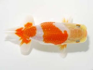 横浜観魚会 研究会 16位　山口広隆